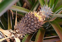Pineapple heart rot